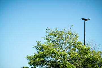Tree Top With Green Leaves And Black Metal Light Pole