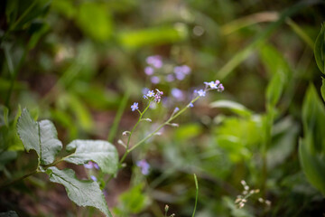 Blooming flowers nature background. Spring garden, spring flowers. Forget me not flowers.