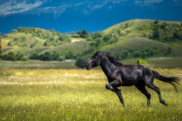 Obraz na płótnie Canvas Black stallion enjoying freedom. Wild horse running at the field in summer. Metsovo Greece.