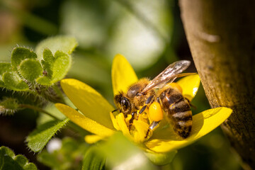 Bee on a spring flower collecting pollen and nectar