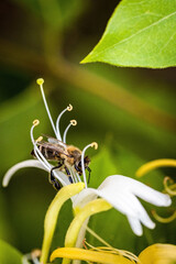 Bee on a white flower collecting pollen and nectar for the hive