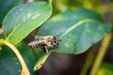 Bee on a white flower collecting pollen and nectar for the hive
