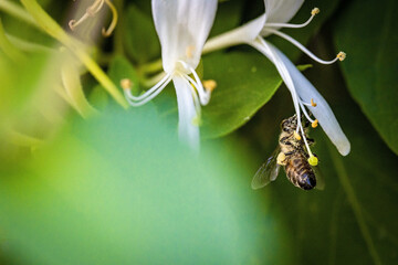 Bee on a white flower collecting pollen and nectar for the hive