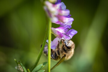 Bee on a purple flower collecting pollen and nectar for the hive
