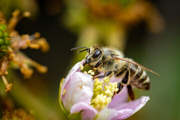 Bee on a white blackberry flower collecting pollen and nectar for the hive