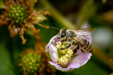 Bee on a white blackberry flower collecting pollen and nectar for the hive