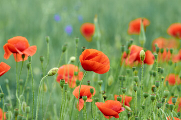 Field of wild red poppy flowers.