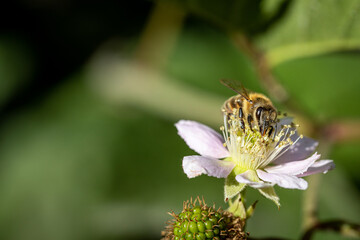 Bee on a white blackberry flower collecting pollen and nectar for the hive