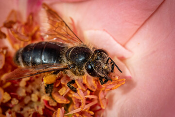 Bee on a pink rose gathering pollen and nectar