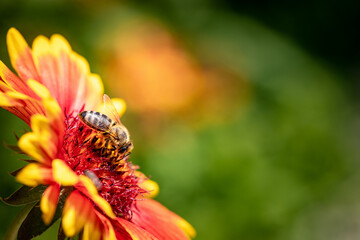 Bee on a orange flower collecting pollen and nectar for the hive