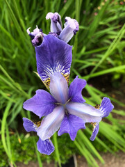 Blume blau, lila