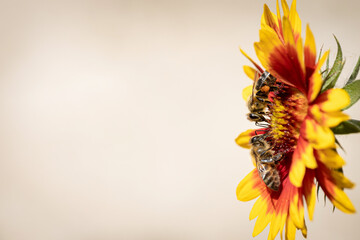 Two working bees on a yellow flower collecting pollen and nectar for the hive