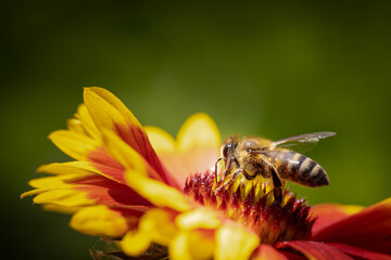 Bee on a orange flower collecting pollen and nectar for the hive