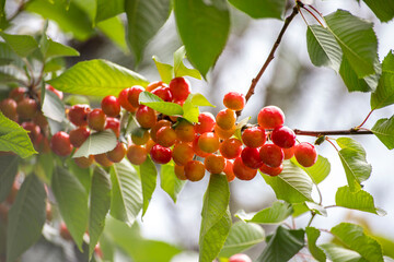 Sour cherry fruits hanging on branch