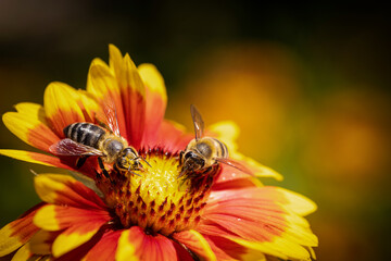 Bee on a orange flower collecting pollen and nectar for the hive