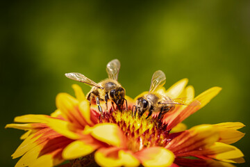 Bee on a orange flower collecting pollen and nectar for the hive