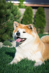 Akita inu dog posing outside in good weather. Japanese akita portrait.