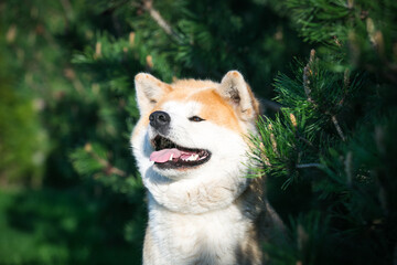 Akita inu dog posing outside in good weather. Japanese akita portrait.