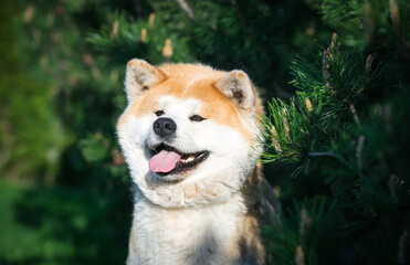 Akita inu dog posing outside in good weather. Japanese akita portrait.