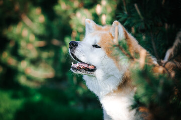 Akita inu dog posing outside in good weather. Japanese akita portrait.