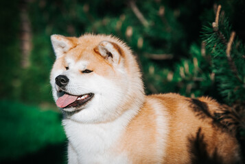 Akita inu dog posing outside in good weather. Japanese akita portrait.