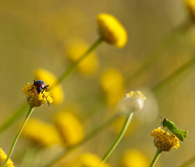 Insects on yellow flowers at sunset 