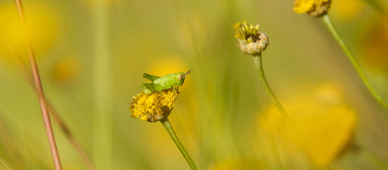 Small green grasshopper with short antennae on a yellow santolina flower at sunset