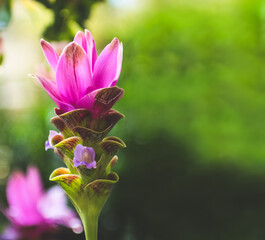 Blooming pink Siam Tulip (Curcuma Alismatifolia) on green blurred background. Close up image of Dok Krachiao in the park. Beautiful nature wallpaper. 