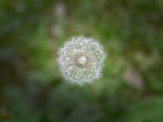 A single little tampopo grass flower in the nature