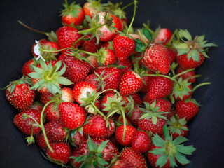 picked strawberries from the farm with dark background