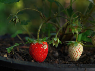 two fresh strawberries growing up in the pot