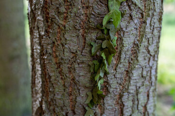 tree bark