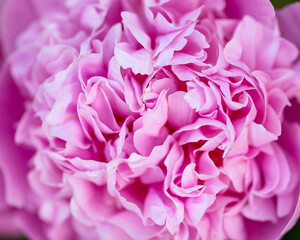 Paeonia lactiflora Sarah Bernhardt Peony flowers in spring garden
