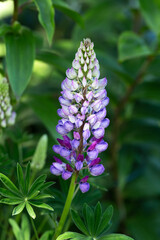 Lupin flower bloom in summer cottage garden