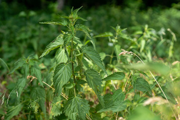 forest plant portrait 