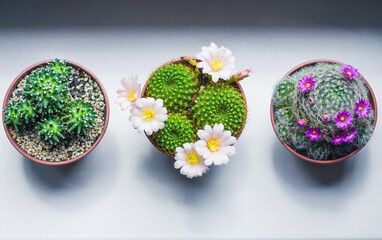 Blooming indoor cacti are in a row on the windowsill, top view