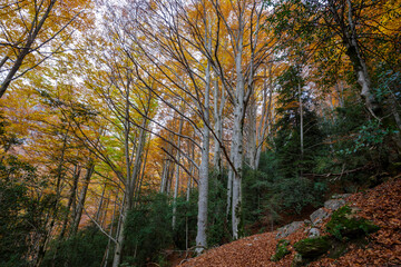 Autumn beech forest in Ordesa and Monte Perdido National Park, Spain