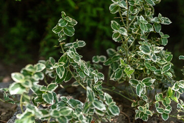 plant in the garden