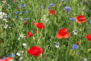 Wildblumenwiese am Niederrhein
