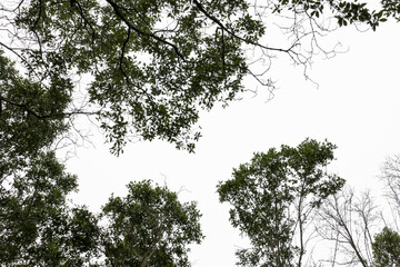 tree in the forest isolated on white background