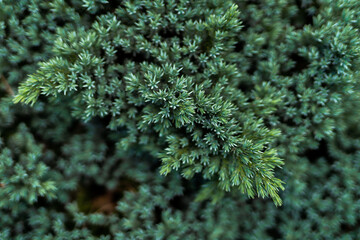 close up of a needles