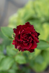 red rose in garden