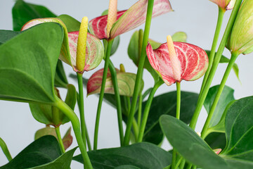 Red Anthurium with white background