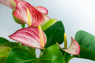 Red Anthurium with white background