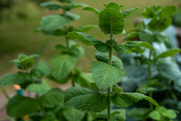 mint leaves