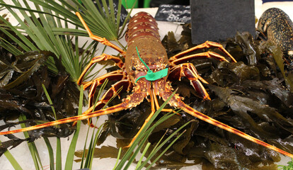   poissonnerie / langoustine