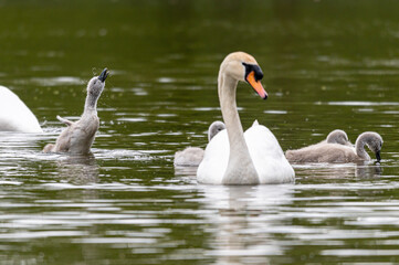 Cygnets of mute swans, cygnus olor, shaking young feathers