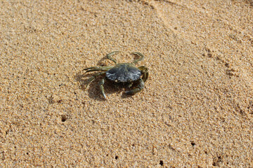 Crabe sur le sable