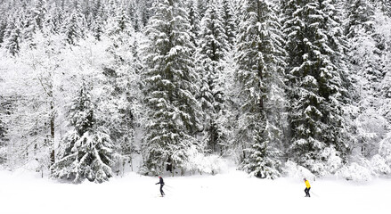 snow covered trees