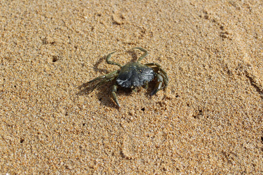 Crabe sur le sable